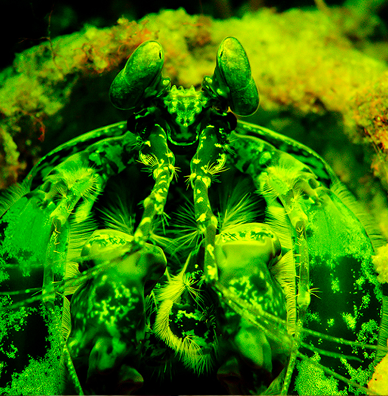 liquid motion & wayne macwilliams